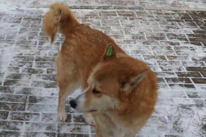 Что нужно знать жителям Рузского городского округа о бродячих собаках Новости Рузы 