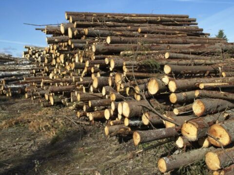 Уголовное дело возбудили в Рузе по факту незаконной вырубки леса Новости Рузы 