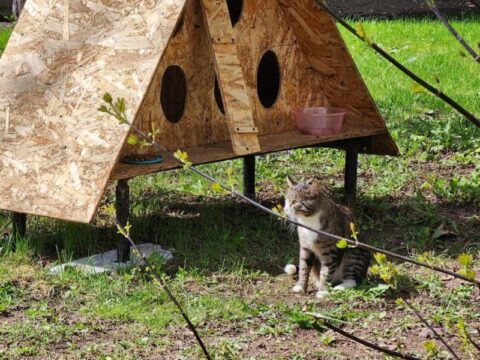 «Кошкин дом» появился в одном из дворов в центре Рузы Новости Рузы 