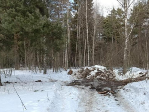 Суд запретил вырубать лес на землях бывшего совхоза в Рузе Новости Рузы 